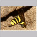 Cerceris quadricincta - Knotenwespe w002h 10mm - OS-Wallenhorst-Sandgrube-det.jpg